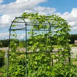 GSC Titan Squash Tunnel 15 GSC Titan Squash Tunnel -Plant Supports Shop 8596276 0133 tif