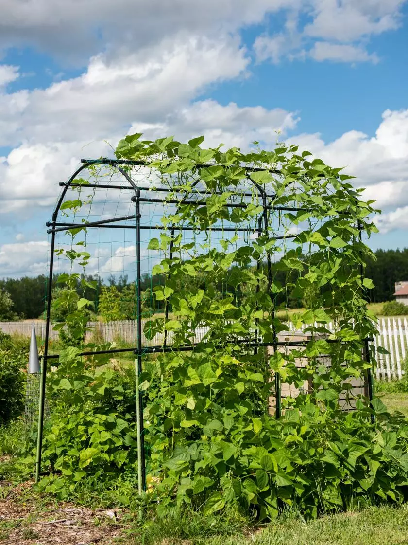 GSC Titan Squash Tunnel 7 GSC Titan Squash Tunnel - Image 5