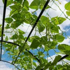 GSC Titan Squash Tunnel 18 GSC Titan Squash Tunnel -Plant Supports Shop 8596276 0142 tif