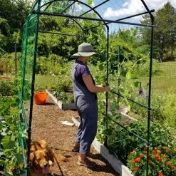 GSC Titan Squash Tunnel 17 GSC Titan Squash Tunnel -Plant Supports Shop 8596276 02EMP tif