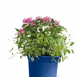 GSC Eezy Gro Self-Watering Planters 15 GSC Eezy Gro Self-Watering Planters -Plant Supports Shop 8596425 103 tif