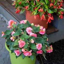 GSC Eezy Gro Self-Watering Planters 11 GSC Eezy Gro Self-Watering Planters -Plant Supports Shop 8596427 0034 tif