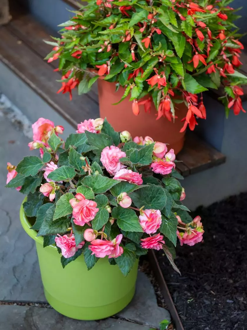 GSC Eezy Gro Self-Watering Planters 5 GSC Eezy Gro Self-Watering Planters - Image 3