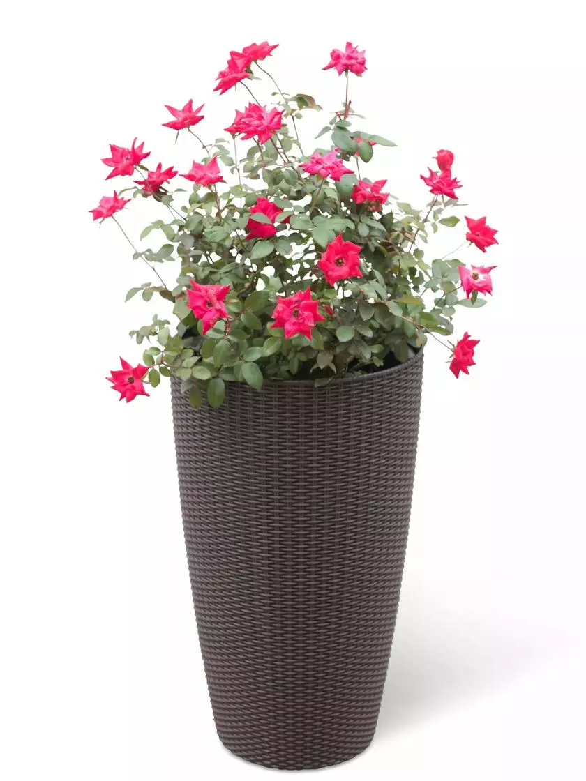 GSC Weave Self-Watering Round Tall Planter, 12-1/2" 3 GSC Weave Self-Watering Round Tall Planter, 12-1/2"