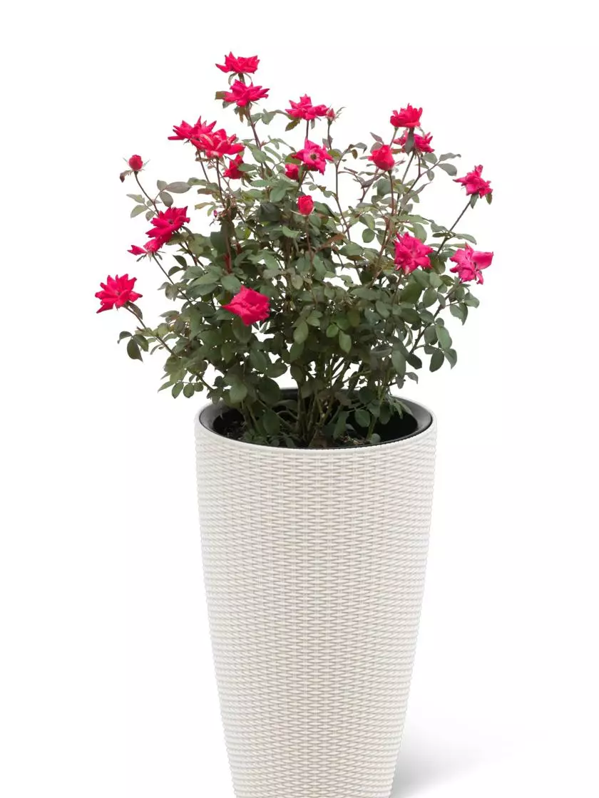 GSC Weave Self-Watering Round Tall Planter, 12-1/2" 4 GSC Weave Self-Watering Round Tall Planter, 12-1/2" - Image 2