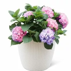 GSC Weave Self-Watering Round Planter, 17" White -Plant Supports Shop 8598372 3002 tif