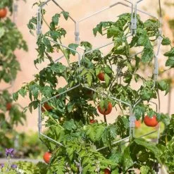 GSC Gardener's Vertex Lifetime Tomato Cage