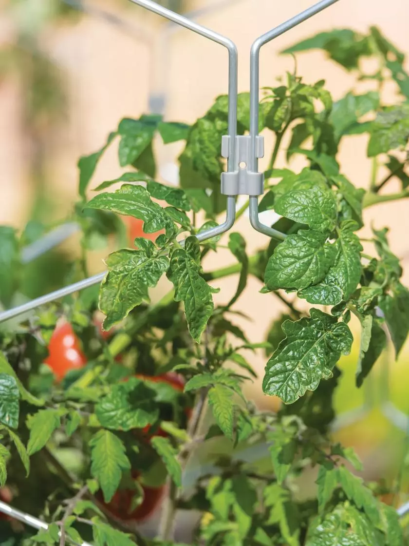 GSC Gardener's Vertex Lifetime Tomato Cage 5 GSC Gardener's Vertex Lifetime Tomato Cage - Image 3