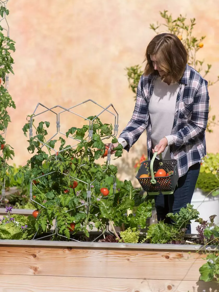 GSC Gardener's Vertex Lifetime Tomato Cage 6 GSC Gardener's Vertex Lifetime Tomato Cage - Image 4