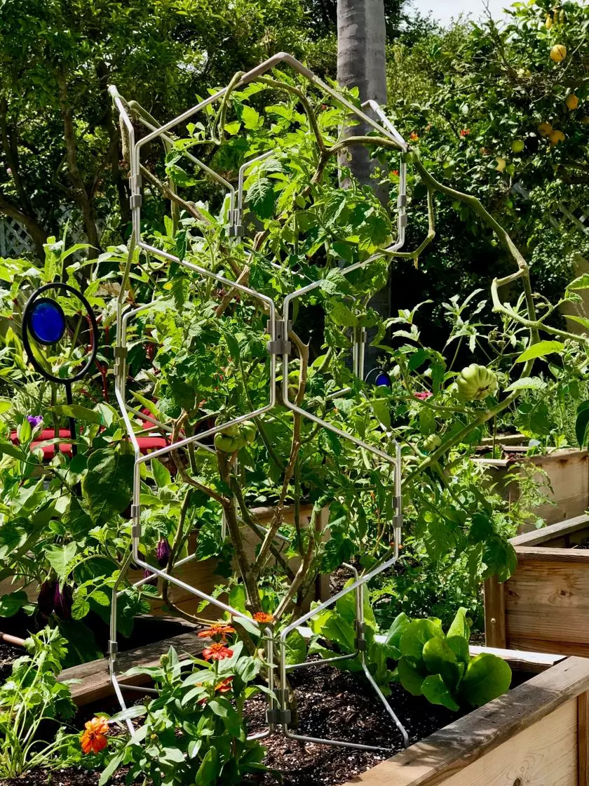 GSC Gardener's Vertex Lifetime Pepper And Eggplant Cage 6 GSC Gardener's Vertex Lifetime Pepper And Eggplant Cage - Image 4