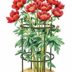 GSC Titan Peony Supports, Medium, Set Of 2