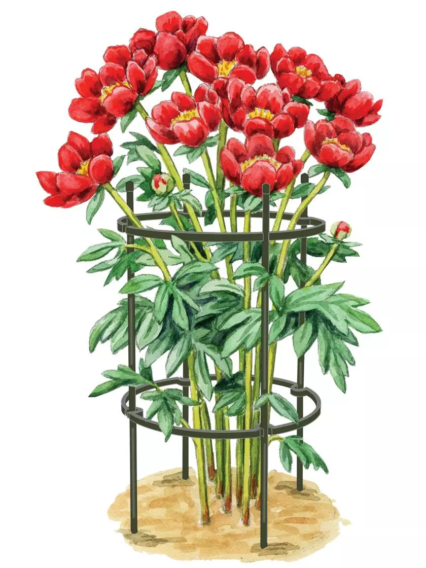 GSC Titan Peony Supports, Medium, Set Of 2 3 GSC Titan Peony Supports, Medium, Set Of 2