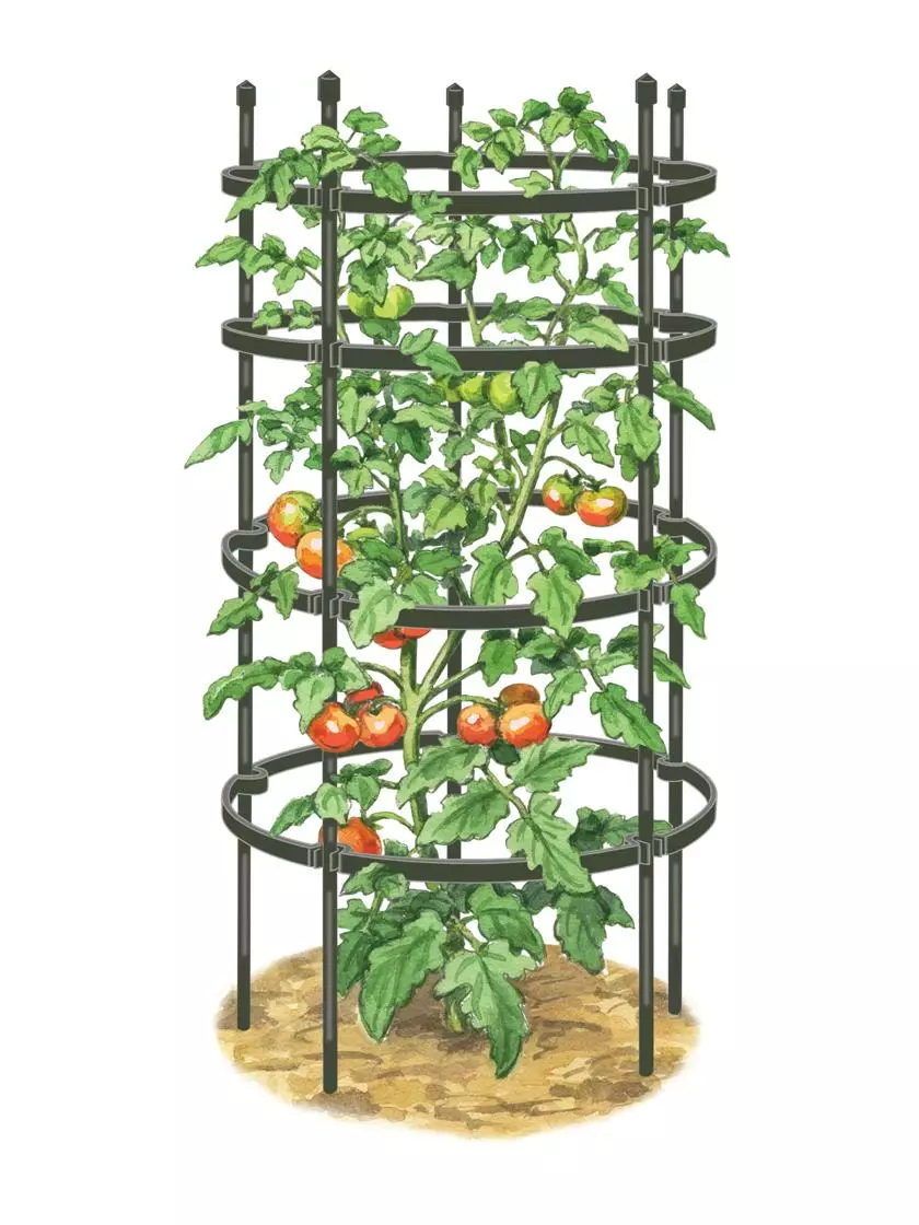 GSC Titan Tomato Cages, Set Of 3 7 GSC Titan Tomato Cages, Set Of 3 - Image 5