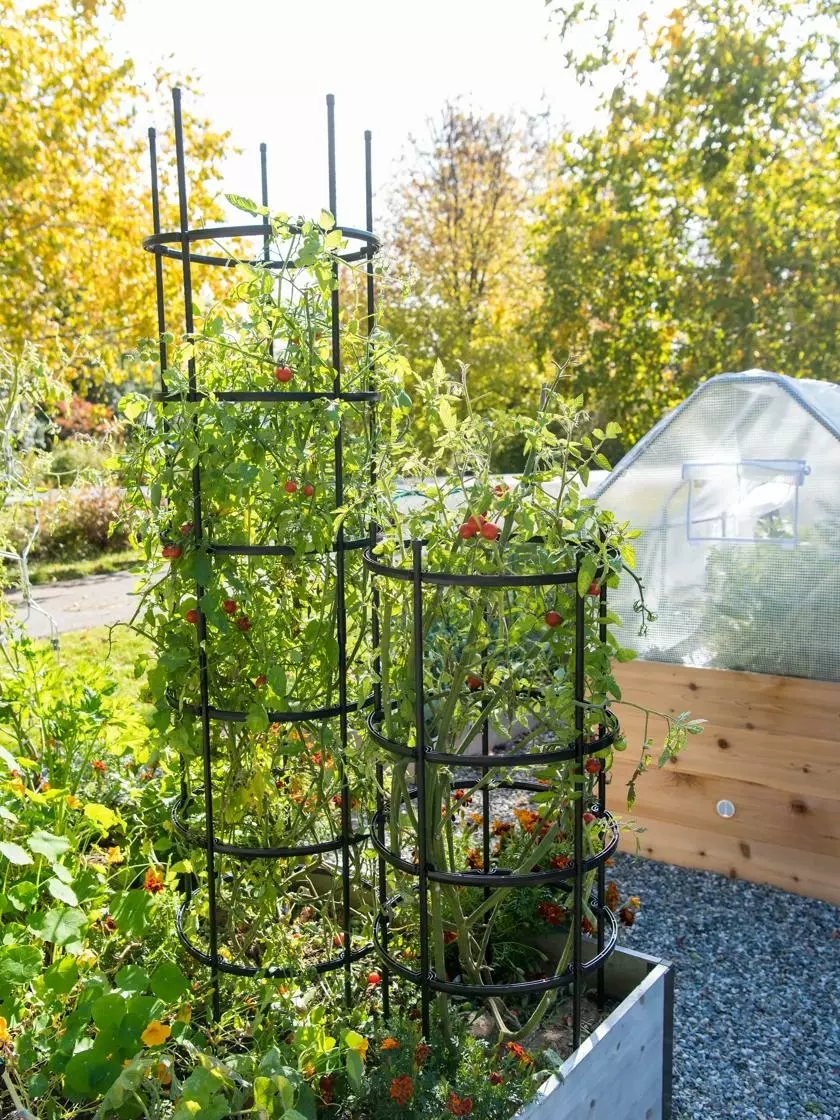 GSC Titan Tomato Cages, Set Of 3 4 GSC Titan Tomato Cages, Set Of 3 - Image 2