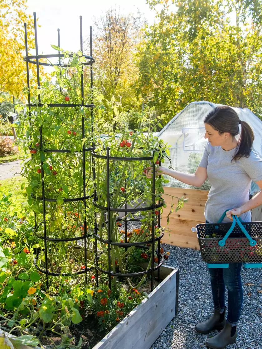 GSC Titan Tomato Cages, Set Of 3 5 GSC Titan Tomato Cages, Set Of 3 - Image 3