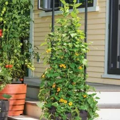 GSC Gardener’s Victory Self-Watering Planter With Vine Trellis 21 GSC Gardener’s Victory Self-Watering Planter With Vine Trellis -Plant Supports Shop 8600174 0100 tif