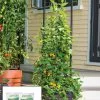 GSC Gardener’s Victory Self-Watering Planter Garden With Vine Trellis