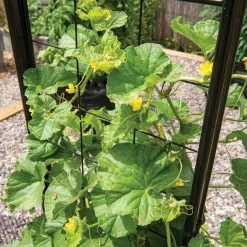 GSC Gardener’s Victory Self-Watering Planter With Vine Trellis 22 GSC Gardener’s Victory Self-Watering Planter With Vine Trellis -Plant Supports Shop 8600176 6853