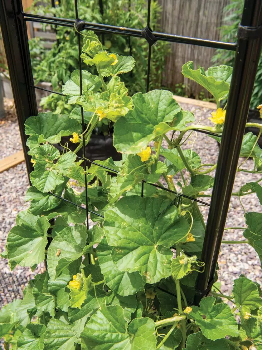 GSC Gardener’s Victory Self-Watering Planter With Vine Trellis 12 GSC Gardener’s Victory Self-Watering Planter With Vine Trellis - Image 10