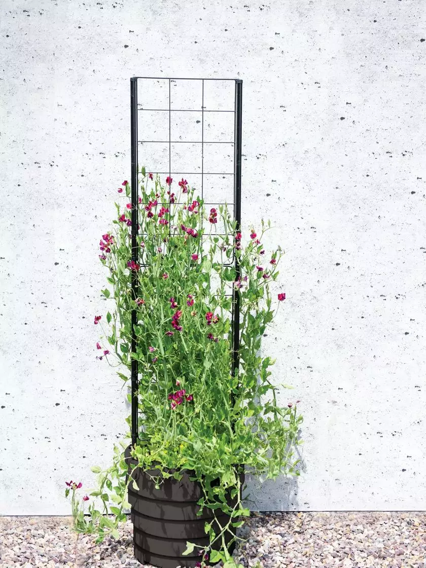 GSC Gardener’s Victory Self-Watering Planter With Vine Trellis 3 GSC Gardener’s Victory Self-Watering Planter With Vine Trellis