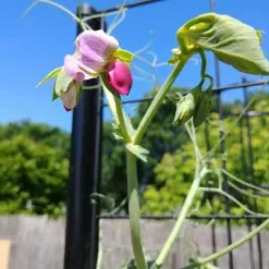 GSC Gardener’s Victory Self-Watering Planter With Vine Trellis 23 GSC Gardener’s Victory Self-Watering Planter With Vine Trellis -Plant Supports Shop 8600177 6588 tif 1