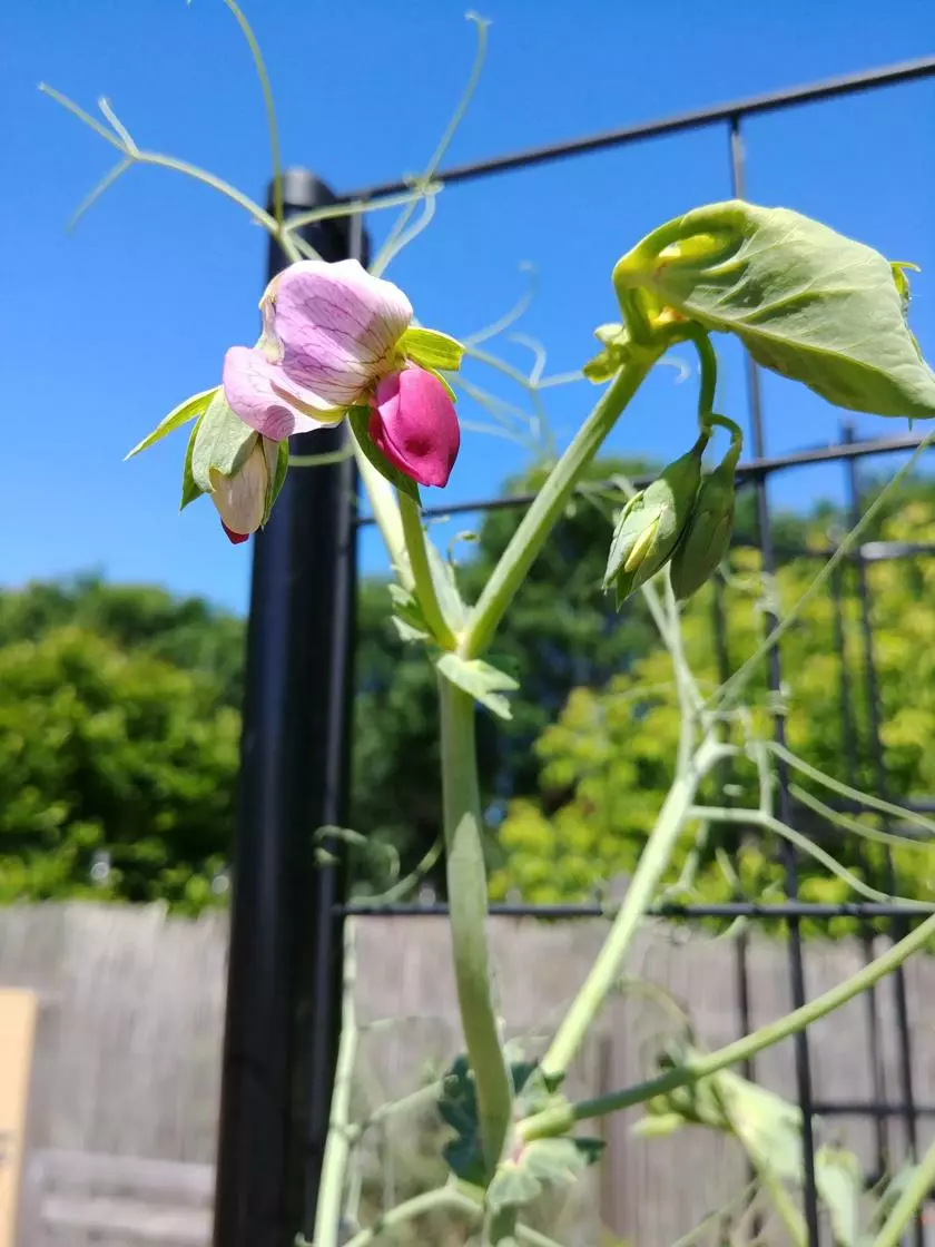GSC Gardener’s Victory Self-Watering Planter With Vine Trellis 13 GSC Gardener’s Victory Self-Watering Planter With Vine Trellis - Image 11