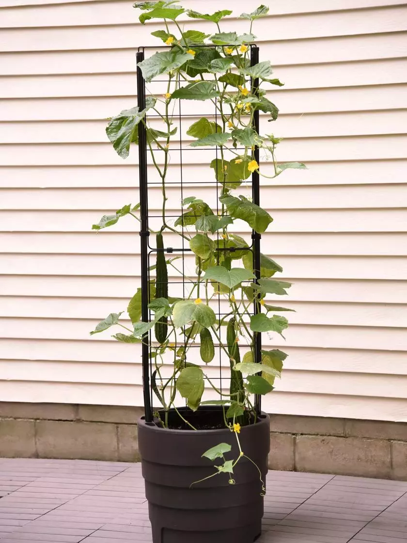 GSC Gardener’s Victory Self-Watering Planter With Vine Trellis 10 GSC Gardener’s Victory Self-Watering Planter With Vine Trellis - Image 8