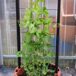 GSC Gardener’s Victory Self-Watering Planter With Vine Trellis 18 GSC Gardener’s Victory Self-Watering Planter With Vine Trellis -Plant Supports Shop 8600178 5000 tif