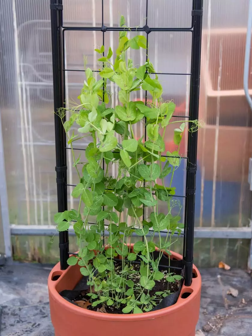 GSC Gardener’s Victory Self-Watering Planter With Vine Trellis 8 GSC Gardener’s Victory Self-Watering Planter With Vine Trellis - Image 6