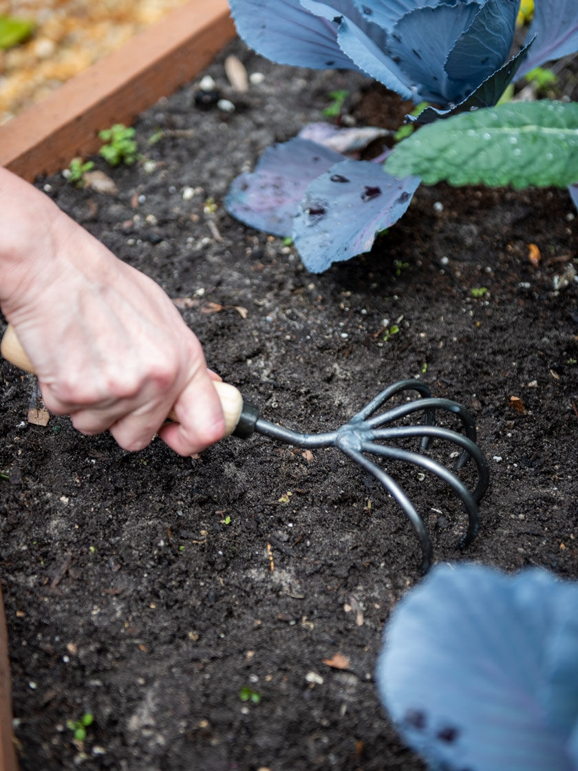 GSC Gardener’s Lifetime 5-Tine Cultivator With Short Handle 4 GSC Gardener’s Lifetime 5-Tine Cultivator With Short Handle - Image 2