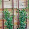 GSC Ina Modern Wall Trellis Sr. -Plant Supports Shop 8600510 05V tif