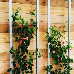 GSC Ina Modern Wall Trellis Sr. -Plant Supports Shop 8600510 06V tif