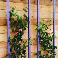 GSC Ina Modern Wall Trellis Sr. -Plant Supports Shop 8600510 07V tif