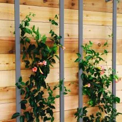 GSC Ina Modern Wall Trellis Sr. -Plant Supports Shop 8600510 08V jpg