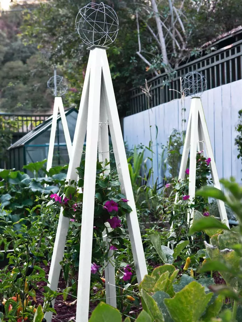 GSC Akoris Garden Tuteur Sr. 7 GSC Akoris Garden Tuteur Sr. - Image 5