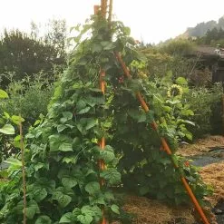 GSC Annabel Tipi Trellis -Plant Supports Shop 8600521 02V tif