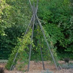 GSC Annabel Tipi Trellis -Plant Supports Shop 8600521 07V jpg