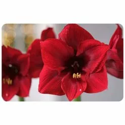GSC FoFlor Red Amaryllis Mat, 23" X 36"