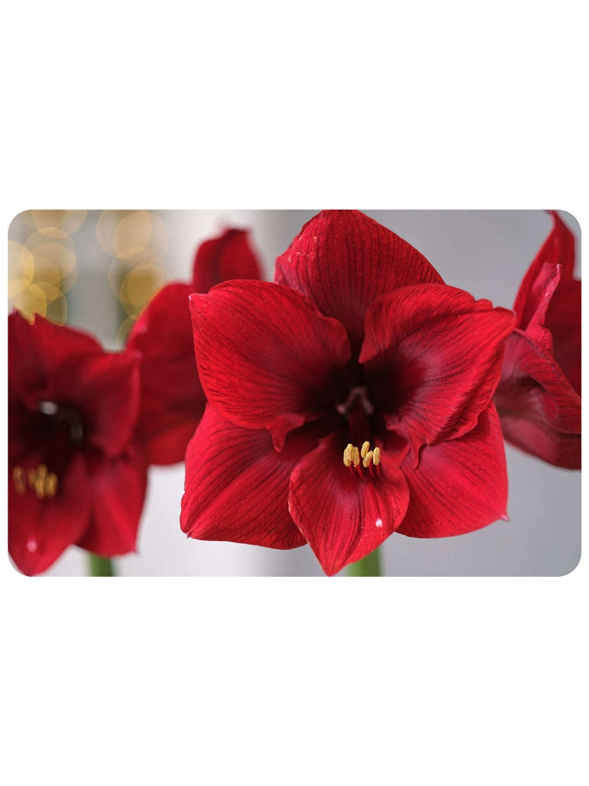 GSC FoFlor Red Amaryllis Mat, 23" X 36" 3 GSC FoFlor Red Amaryllis Mat, 23" X 36"