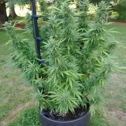 GSC Gardener’s Victory Self-Watering Planter With Support System -Plant Supports Shop 8609041 5004 tif