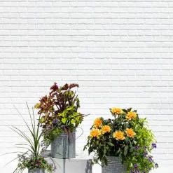 GSC Metal Bucket Planters 11 GSC Metal Bucket Planters -Plant Supports Shop 8609085 0852 tif