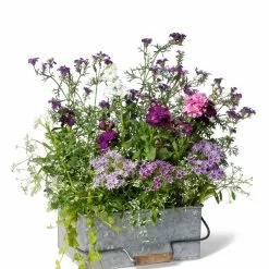 GSC Metal Caddy Planter -Plant Supports Shop 8609087 6462 tif