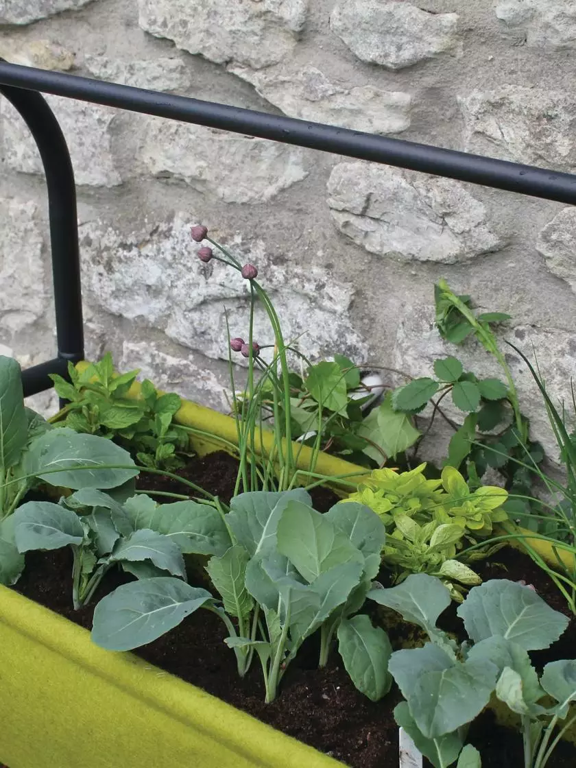 GSC Vigoroot™ Self-Watering Easy Garden Planter 7 GSC Vigoroot™ Self-Watering Easy Garden Planter - Image 5