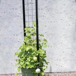 GSC Gardener’s Victory Self-Watering Planter With Vine Trellis 15 GSC Gardener’s Victory Self-Watering Planter With Vine Trellis -Plant Supports Shop 8610238 15487 tif 1