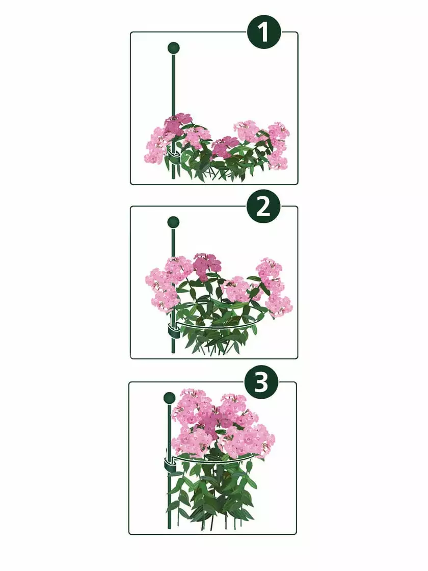 GSC Peacock Mini Plant Support Rings 4", Set Of 2 4 GSC Peacock Mini Plant Support Rings 4", Set Of 2 - Image 2