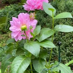 GSC Peacock Classic Plant Support Rings 15", Set Of 2