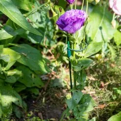 GSC Peacock Mini Plant Support Rings 4", Set Of 2