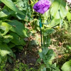 GSC Peacock Mini Plant Support Rings 8", Set Of 2