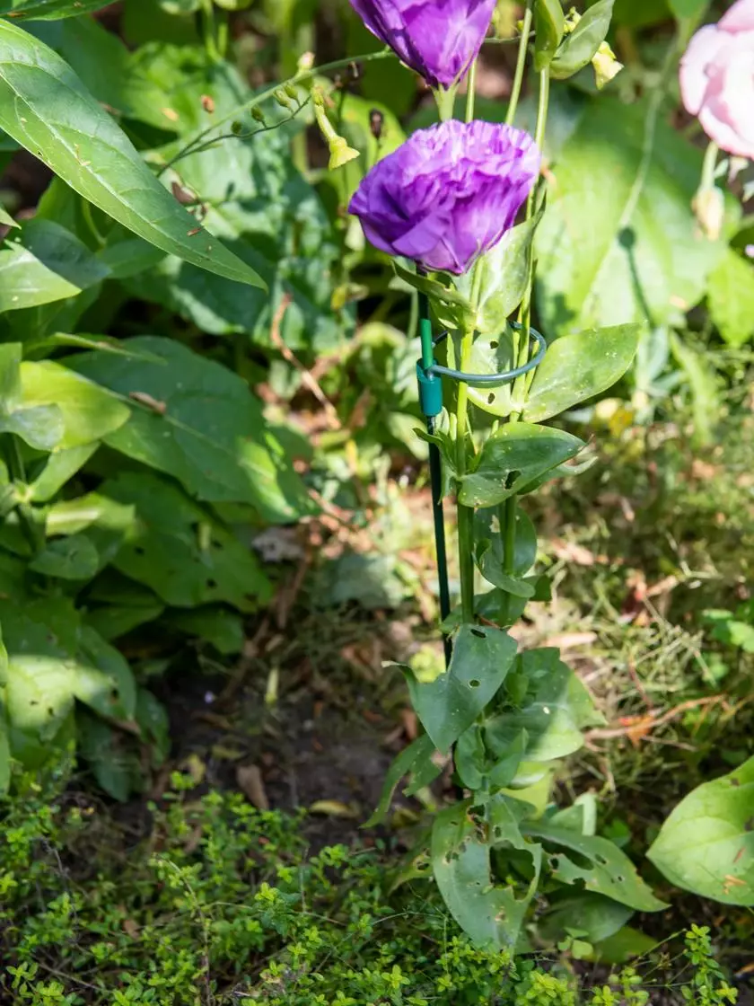 GSC Peacock Mini Plant Support Rings 8", Set Of 2 3 GSC Peacock Mini Plant Support Rings 8", Set Of 2