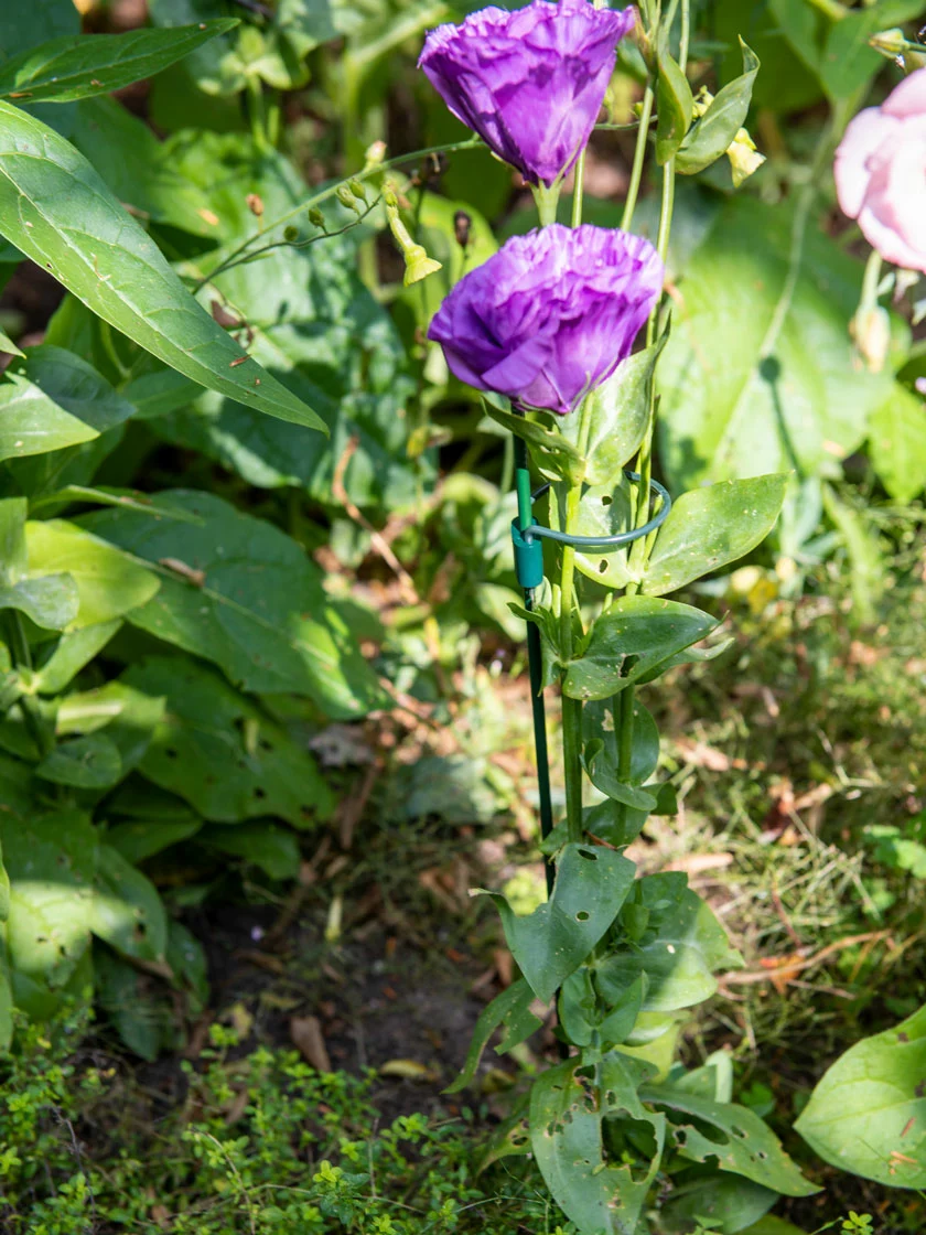 GSC Peacock Mini Plant Support Rings 4", Set Of 2 3 GSC Peacock Mini Plant Support Rings 4", Set Of 2